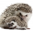 Óvatosan a bokrok alján