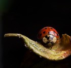 Környezetkímélő növényvédő szerek