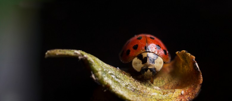 Környezetkímélő növényvédő szerek