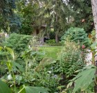 Ha kiugrott a fenyő a kertből…