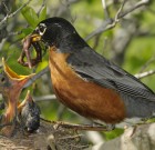 Hulló levelek, kéregető madarak