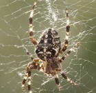 A keresztespóknak sok haszna lehet