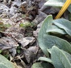 Zsigó György – Hasznos közlendők kertbarátoknak – 2014/20