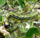 Zsigó György – Hasznos közlendők kertbarátoknak – 2014/20