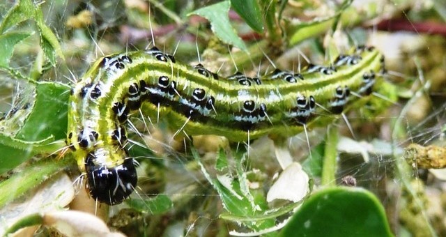 Zsigó György – Hasznos közlendők kertbarátoknak – 2014/20