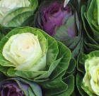 Téli díszkáposztát a kertbe