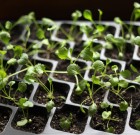 A fiókák védelmében