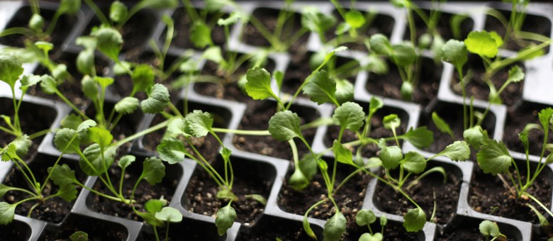 A fiókák védelmében