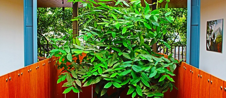 Növények a sötét oldalon