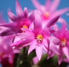 Ha jól sikerül a nyár végi kaktuszébresztés, akkor mostanában virágzik