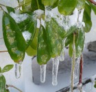 Ha törik a fa, elő a kencével!