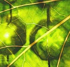 Az ENSZ-től a klorofilig