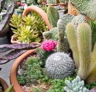 Feltűnő aszkéták