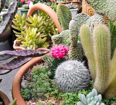 Feltűnő aszkéták