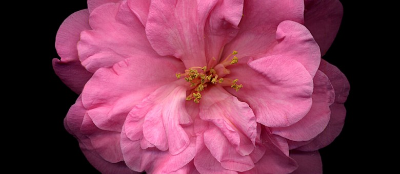 A kaméliához türelem kell