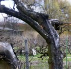 Zsigó György – Hasznos közlendők kertbarátoknak – 2015/3