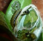 Zsigó György – Hasznos közlendők kertbarátoknak – 2015/4