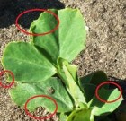 Zsigó György – Hasznos közlendők kertbarátoknak – 2015/6