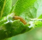 Zsigó György – Hasznos közlendők kertbarátoknak – 2015/7