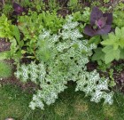 Barát vagy ellenség