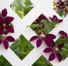 Ha kevés a kertben a hely, felfelé lehet terjeszkedni