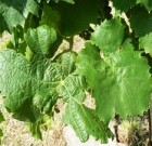 Zsigó György – Hasznos közlendők kertbarátoknak – 2015/8