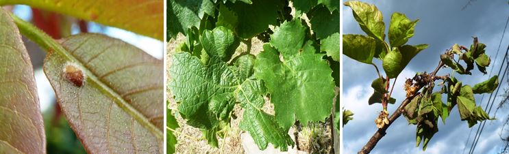 Zsigó György – Hasznos közlendők kertbarátoknak – 2015/8