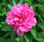 A pünkösdi rózsához türelem kell