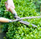 Ollóra várnak a sövények