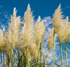 Megállíthatatlan díszfűvek