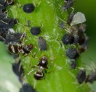 A levéltetveket meg kell állítani