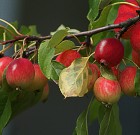 Érdemes a termést időben ritkítani