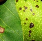 Zsigó György – Hasznos közlendők kertbarátoknak – 2015/13