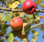 A gyümölcs szex bonyolult dolog