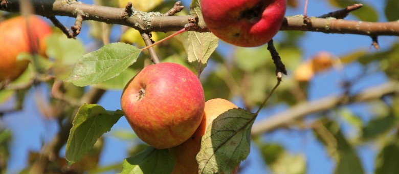 A gyümölcs szex bonyolult dolog