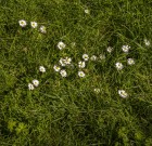 A gyepen nem szabad megtűrni a gazt