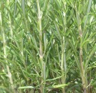 A kánikulában a földben főnek a növények