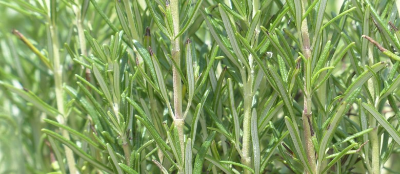 A kánikulában a földben főnek a növények