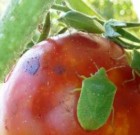 Időszerű növényvédelmi teendők a közterületeken 2015. évi 11. levél -Zsigó György