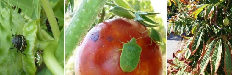 Időszerű növényvédelmi teendők a közterületeken 2015. évi 11. levél -Zsigó György