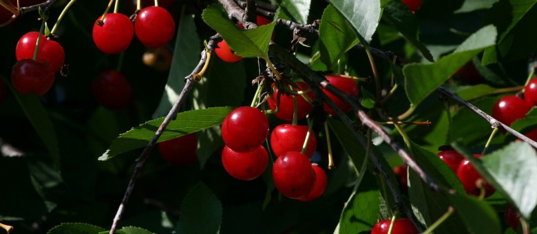 Ha apró volt a meggy, elő a metszőollóval