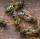 Harapó, döfő fullánkosok