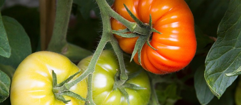 Zöldséget a díszkertbe, de körültekintően