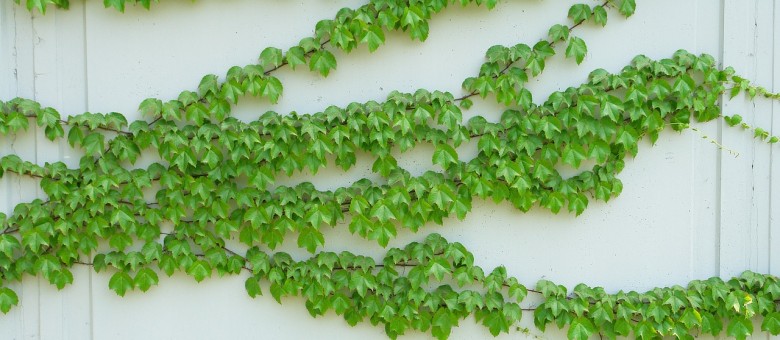 Az okos borostyán