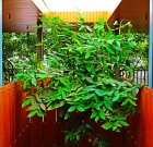 Ha nagyon muszáj télen is lehet edényt váltani