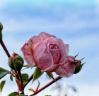 Az öreg rózsa sikerrel fiatalítható