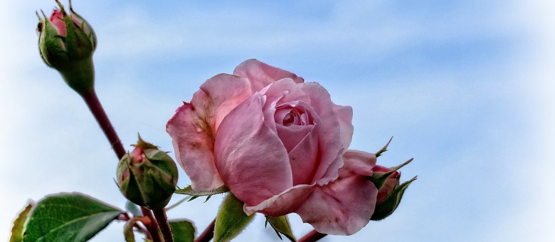 Az öreg rózsa sikerrel fiatalítható