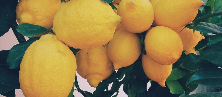 Harc a citrusok életéért