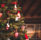 Növények karácsonya