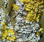 Kertésznaptár: január